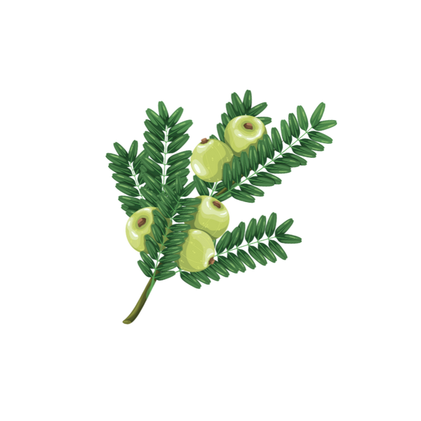 Amla
