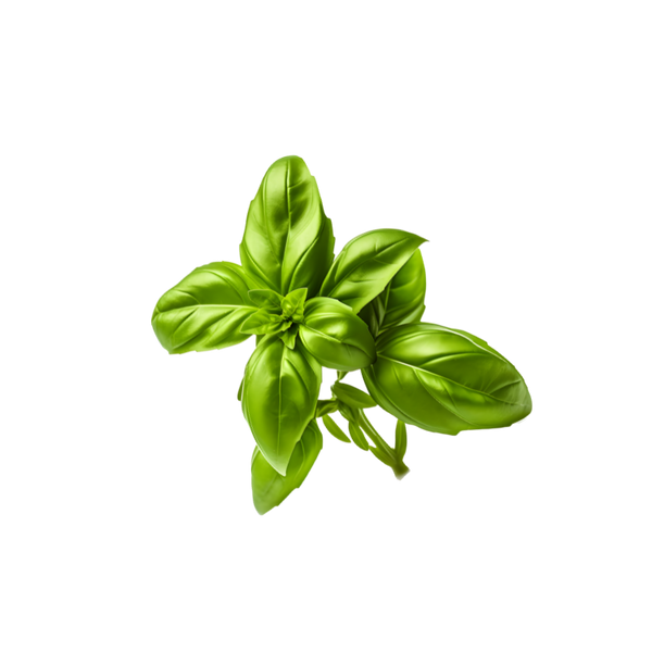 Basil