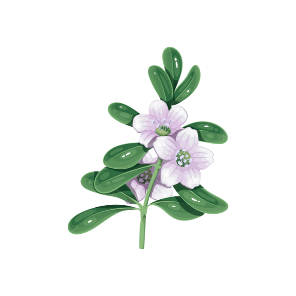 Brahmi
