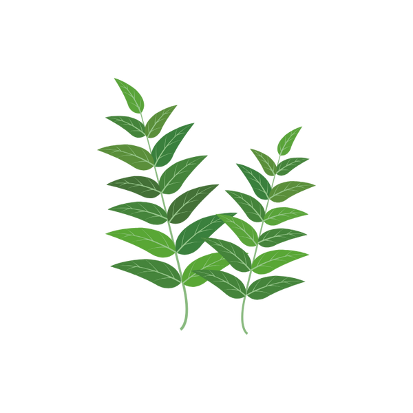 Curry Leaves