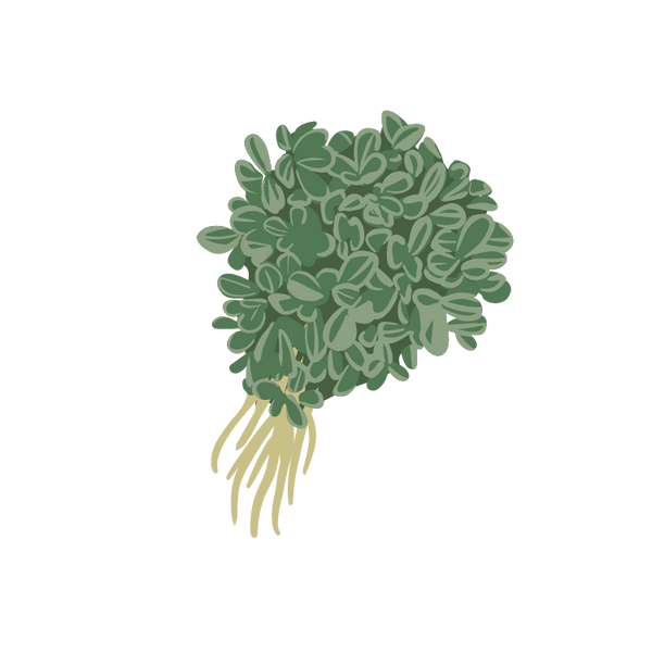 Fenugreek