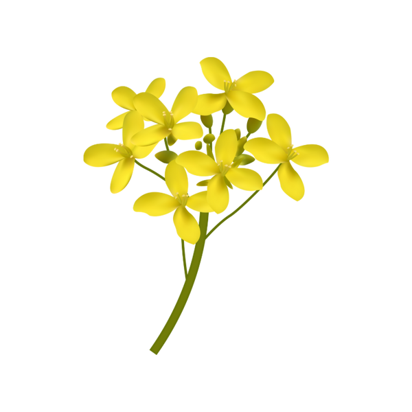 Grapeseed Oil