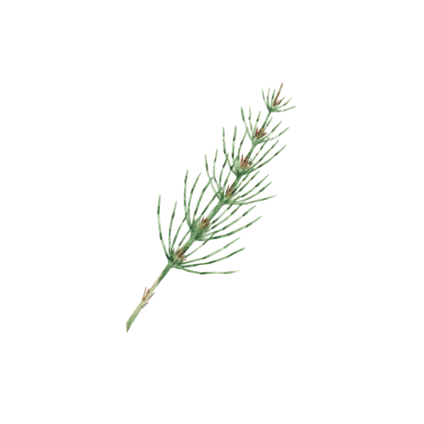 Horsetail