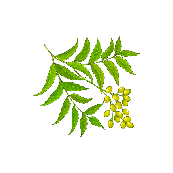 Neem
