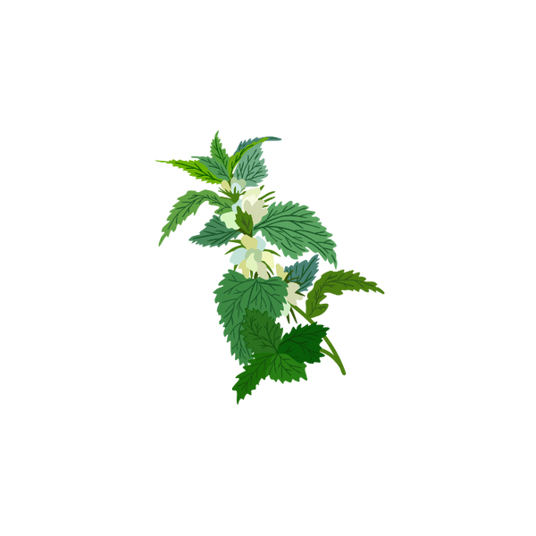 Nettle