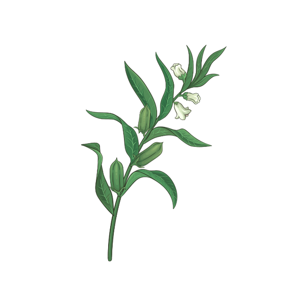 Sesame Oil